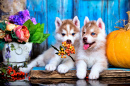 Chiots husky sibériens