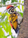 Flameback Woodpecker