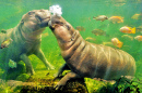 Hippopotames pygmées