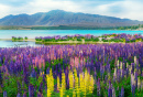 Champ de lupins au lac Tekapo, Nouvelle-Zélande