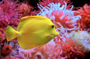 Gros plan d’un Yellow Tang