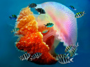 Méduses tropicales sous-marines, Thaïlande