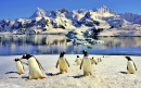 Les manchots potoues sur l’île Danco, en Antarctique