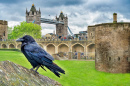 Tour de Londres