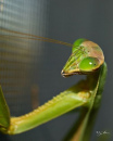 mantis