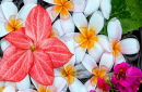 Fleurs exotiques flottant dans l’eau