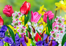 Fleurs de printemps