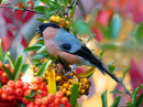 Bullfinch
