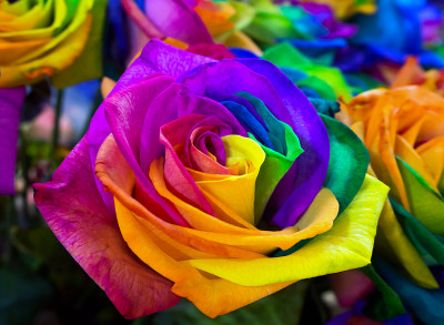 Macro des Roses Colorées