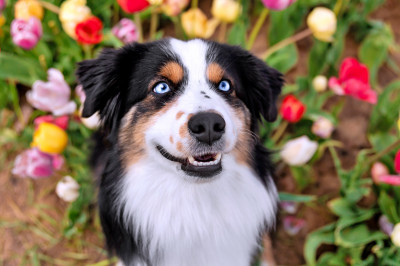 Adorable chien aux yeux bleus dans un champ fleuri