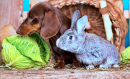 Teckel, Lapin et Chou