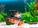 Poissons rouges dans un aquarium d’eau douce
