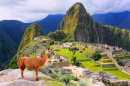 Lama à Machu Picchu au Pérou