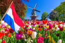 Moulin à vent et tulipes à Lisse, Hollande