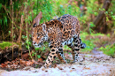 Jaguar marchant dans la jungle