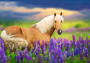 Cheval Palomino dans des lupins en fleurs au coucher du soleil