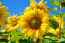 Magnifique tournesol contre le ciel bleu