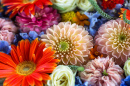 Gerbera, œillet, dahlia et delphinium
