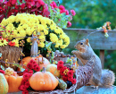 Scène d’automne avec un écureuil renard