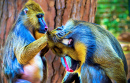 Toilettage des mandrills