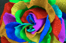 Macro d’une rose arc-en-ciel