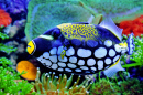 Poisson-balade clown