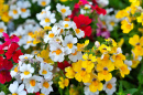 Némésie en floraison