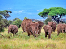 Éléphants d’Afrique dans le parc national d’Amboseli, Kenya