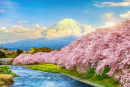 Mont Fuji et cerisiers en fleurs au coucher du soleil