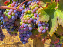Des raisins à Paso Robles par une journée ensoleillée