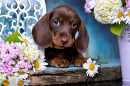 Chiot teckel brun chocolat