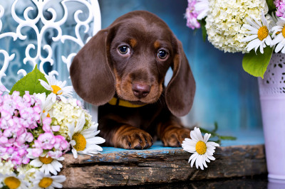 Chiot teckel brun chocolat