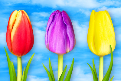 De magnifiques tulipes contre un ciel bleu
