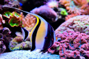 Idole mauresque dans un aquarium