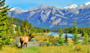 L’élan dans le parc national de Jasper, Alberta, Canada