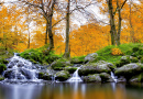 Au lac Forest