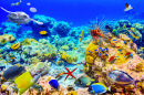 Le magnifique monde sous-marin des Maldives