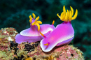 Nudibranche colorée Hypselodoris apolegma