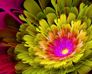 Fleur fractale colorée