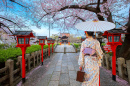 Le temps des cerisiers en fleurs à Kyoto, Japon