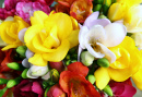 Magnifiques fleurs de freesia printanières