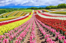 Jardin de fleurs coloré sur une colline, Hokkaido, Japon