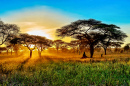 Magnifique coucher de soleil dans la savane