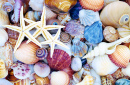 Étoile de mer sur fond de coquillages