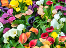 Calla Zantedeschia en floraison