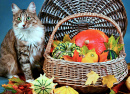 Chat mignon et citrouilles colorées
