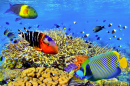 Récifs coralliens et poissons exotiques