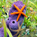 Étoile de mer sur une éponge à tube violet, mer des Caraïbes