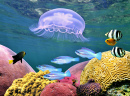 Méduses, poissons tropicaux colorés et coraux