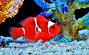 Poisson-clown bordeaux dans un aquarium marin